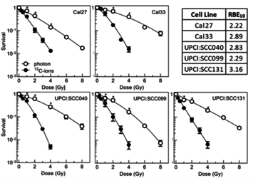 Abbildung 4. Relative biologische Wirksamkeit von HPV-negativen Tumorzelllinien (modifiziert aus Tiwari et al, Frontiers in Oncology, 2022)