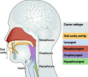 Abbildung 3. Lokalisation von oralen Kopf-Hals-Tumoren (nach Cramer et al., Nature Reviews Clinical Oncology, 2019)