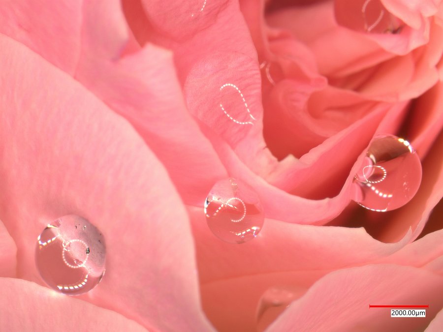 Rosenblatt unter dem optischen Mikroskop