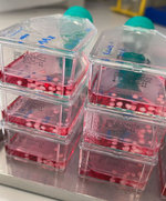 Gehirnorganoide im Nährmedium