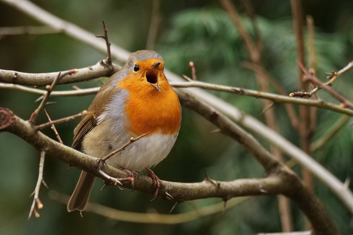 Ein zwitscherndes Rotkehlchen sitzt auf einem Ast im Gebüsch.